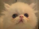 Yankee Doodle - Persian Cat For Sale - Atlanta&comma; GA&comma; US