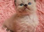 Seal mink colorpoint - Ragdoll Cat For Sale - Farmville&comma; VA&comma; US