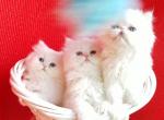 CFA registered dollface Blue Eyed White Persians - Persian Kitten For Sale - 