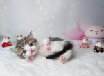 elva - Munchkin Cat For Sale - Staten Island&comma; NY&comma; US