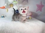 viki - Munchkin Cat For Sale - Staten Island&comma; NY&comma; US