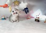 beka - Munchkin Cat For Sale - Staten Island&comma; NY&comma; US