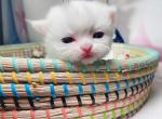 Alary - Munchkin Cat For Sale - Staten Island&comma; NY&comma; US