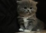 RESERVED Cuddly Grey & White Persian Ragdoll - Persian Cat For Sale - McKinney&comma; TX&comma; US