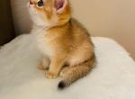 Gabby - Scottish Straight Cat For Sale - Brooklyn&comma; NY&comma; US