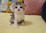 Vicki Alphastar - Scottish Fold Cat For Sale - Levittown&comma; PA&comma; US