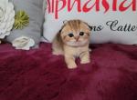 Vivian Alphastar - Scottish Fold Cat For Sale - Levittown&comma; PA&comma; US