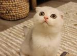 Romeo Alphastar - Scottish Fold Cat For Sale - Levittown&comma; PA&comma; US
