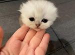 Denver - Scottish Fold Cat For Sale - Houston&comma; TX&comma; US