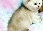 Lily - Scottish Fold Cat For Sale - Atlanta&comma; GA&comma; US