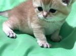 Honda - Scottish Fold Cat For Sale - Atlanta&comma; GA&comma; US