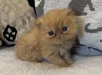 M Litter - Persian Cat For Sale - Sheridan&comma; MI&comma; US