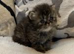 MLitter - Persian Cat For Sale - Sheridan&comma; MI&comma; US