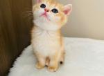 Apricot - Scottish Straight Cat For Sale - Brooklyn&comma; NY&comma; US