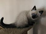 Sky - Ragdoll Cat For Sale - WI&comma; US