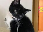 Inky - Scottish Straight Cat For Sale - WI&comma; US