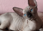 Males available - Sphynx Cat For Sale - Brooklyn&comma; NY&comma; US