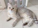 cocount - British Shorthair Cat For Sale - Staten Island&comma; NY&comma; US