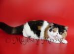 Faina - Exotic Cat For Sale - Yucca Valley&comma; CA&comma; US