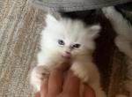 RESERVED Blue Eyed Persian Ragdoll Male - Persian Cat For Sale - McKinney&comma; TX&comma; US