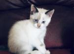 RagDoll Scottish Fold mix - Ragdoll Cat For Sale - WI&comma; US