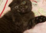 LUXURY KITTENS Pure black Scottish - Scottish Fold Cat For Sale - Grand Rapids&comma; MI&comma; US