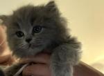RESERVED Sweet Grey Persian Ragdoll Female - Persian Cat For Sale - McKinney&comma; TX&comma; US