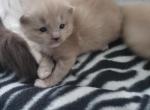 Taye's September litter - Ragdoll Cat For Sale - Attica&comma; MI&comma; US