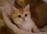 Arnold - British Shorthair Cat For Sale - San Mateo&comma; CA&comma; US