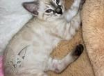 Bengal Silver Seal Charcoal - Bengal Cat For Sale - Crestview&comma; FL&comma; US