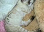 Silver Snow Rare Color Bengal - Bengal Cat For Sale - Crestview&comma; FL&comma; US