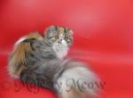 Zhuzha - Persian Cat For Sale - Yucca Valley&comma; CA&comma; US