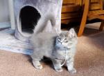 Dante - Siberian Cat For Sale - Somerset&comma; NJ&comma; US
