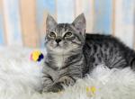 Adaline - Munchkin Cat For Sale - Neosho&comma; MO&comma; US