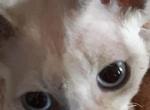 Muted Color Point - Devon Rex Cat For Sale - Stanford&comma; MT&comma; US