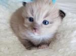 Tinker - Ragdoll Cat For Sale - Attica&comma; MI&comma; US