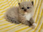 Seal mitted mink - Ragdoll Cat For Sale - Farmville&comma; VA&comma; US