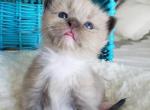 Tootie - Ragdoll Cat For Sale - Attica&comma; MI&comma; US
