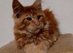 Brisa - Maine Coon Cat For Sale - New York&comma; NY&comma; US