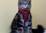 Brady Reserved by Michael & Jennifer - Maine Coon Cat For Sale - Chipley&comma; FL&comma; US