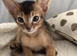 Felix - Abyssinian Cat For Sale - Staten Island&comma; NY&comma; US