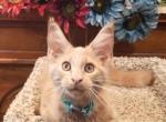 Titan Male Ready to go - Maine Coon Cat For Sale - Crestview&comma; FL&comma; US