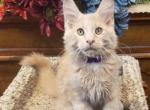 Piper Male Ready for new home - Maine Coon Cat For Sale - Crestview&comma; FL&comma; US