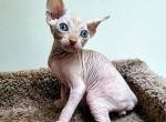 Garfield - Sphynx Cat For Sale - Mundelein&comma; IL&comma; US