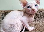 Blizzard - Sphynx Cat For Sale - Mundelein&comma; IL&comma; US