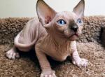 Mia - Sphynx Cat For Sale - Mundelein&comma; IL&comma; US