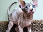 Luna - Sphynx Cat For Sale - Mundelein&comma; IL&comma; US