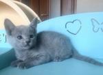 Russian Blue A 222 A - Russian Blue Kitten For Sale - Brooklyn&comma; NY&comma; US