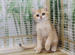 British Shorthair Golden girl - British Shorthair Cat For Sale - Odessa&comma; FL&comma; US
