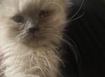 Lilac Himalayan Female - Himalayan Cat For Sale - Biglerville&comma; PA&comma; US